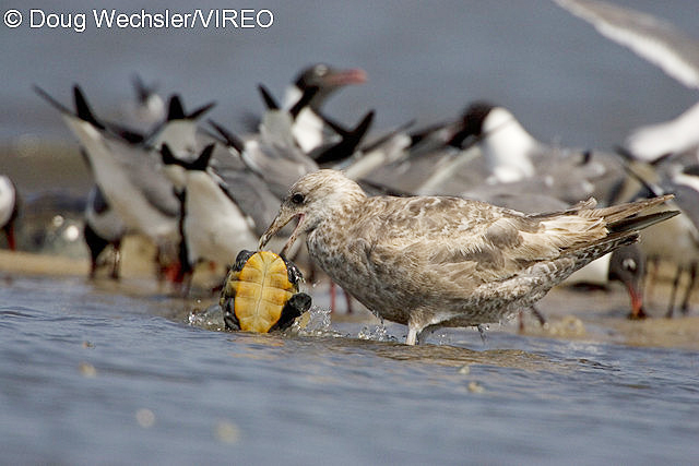 Herring Gull w02-53-075.jpg